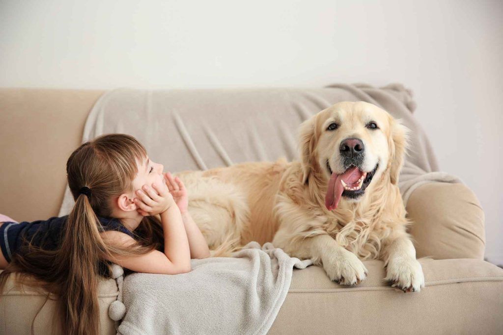 residential pet odor control 1024x683